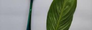 偶聯劑改性納米氧化鈦 3% 或5% KH570改性納米氧化鈦